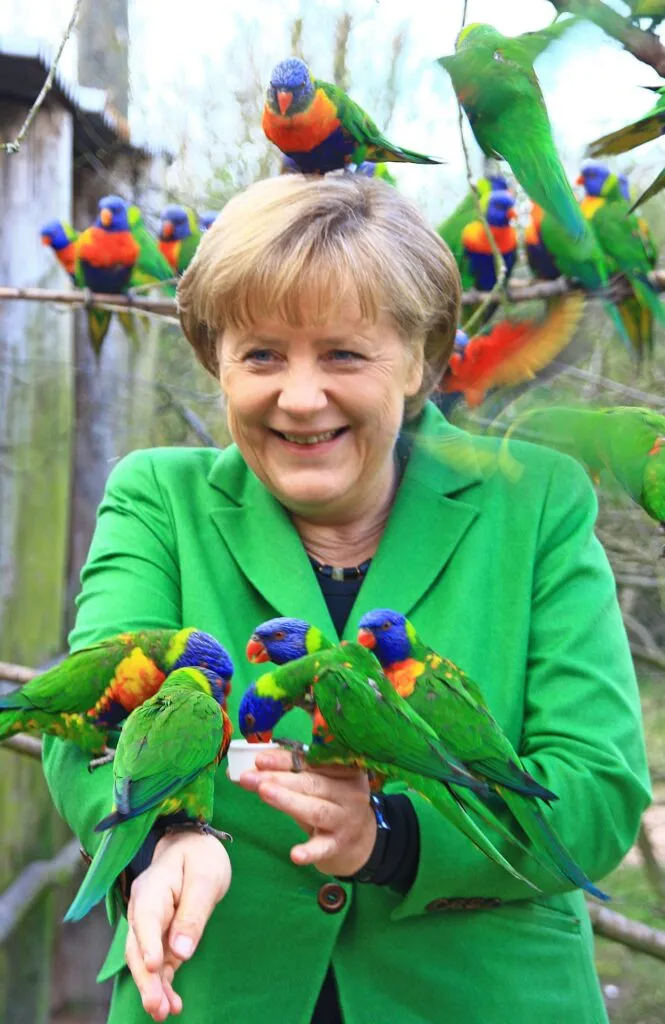 Une volée de loriquets se fait des amis avec l’ancienne chancelière allemande pendant une visite au parc aux oiseaux