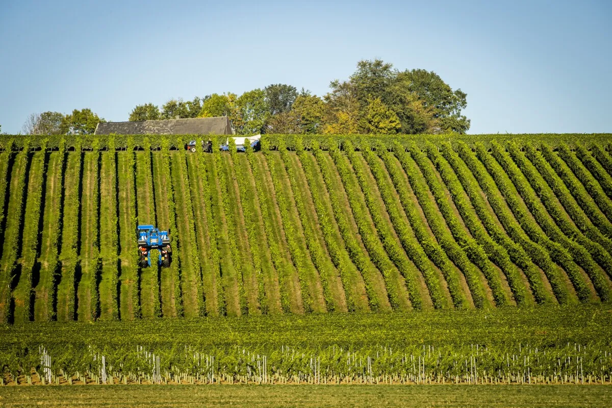 La viticulture néerlandaise profite de la chaleur, « mais il ne faut pas atteindre 40 degrés »
