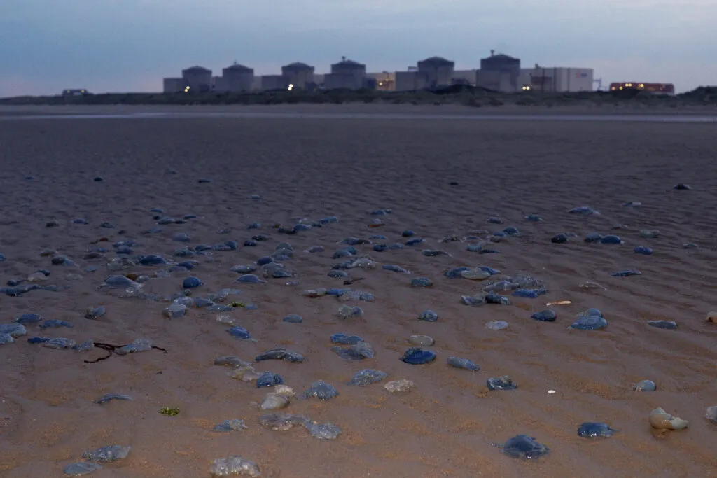 Méduses échouées devant la centrale nucléaire de Gravelines